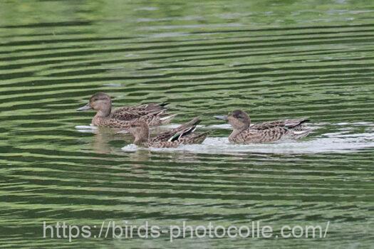 コガモ　2024.10.15