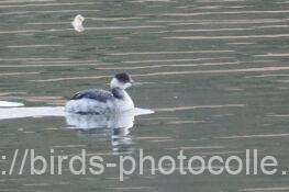 ハジロカイツブリ　2026.01.07