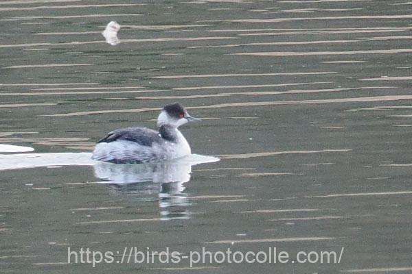 ハジロカイツブリ 2026.01.07