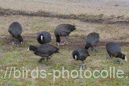 オオバン　2025.10.30