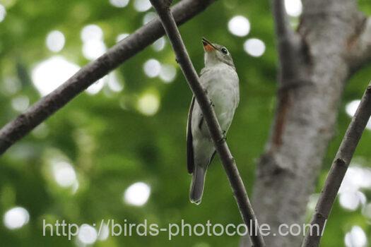 コサメビタキ　2024.09.28
