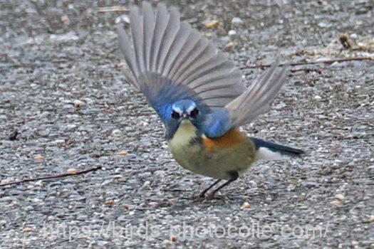 ルリビタキ　2025.02.22