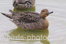 オナガガモ　2025.10.21