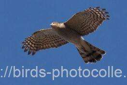 ハイタカ　2026.01.31