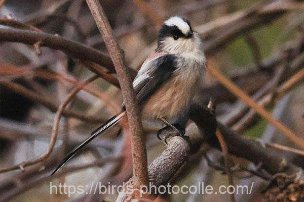 エナガ 2026.02.16