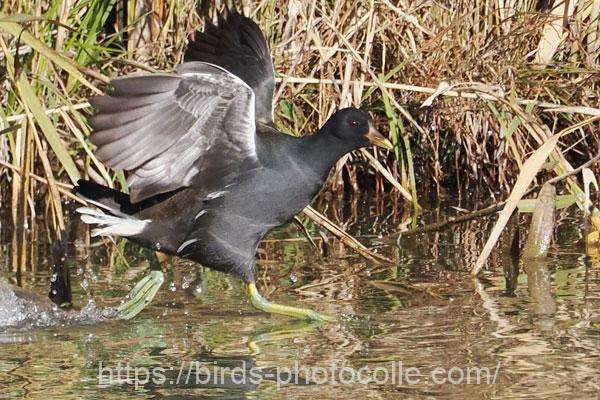オオバン 2025.11.29