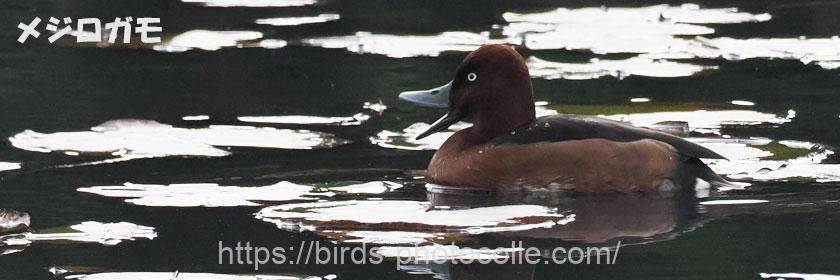 勅使池のメジロガモ第3集