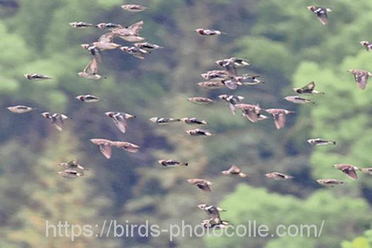 コムクドリ220424-1