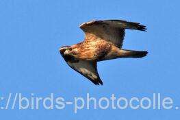 ノスリ　2025.11.14