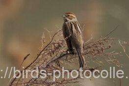 オオジュリン　2026.02.23