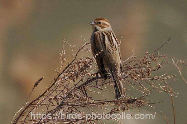 オオジュリン　2026.02.23