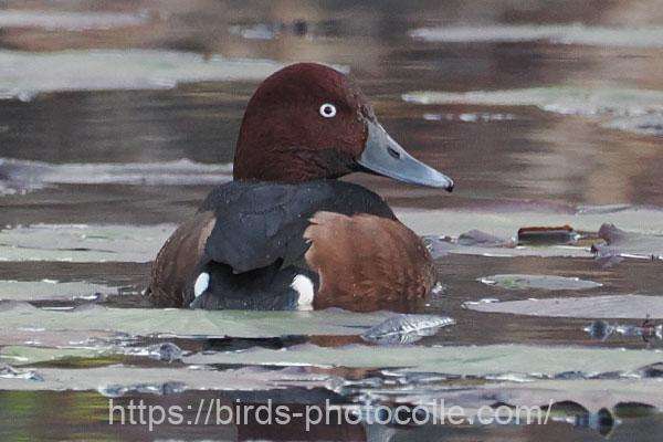 メジロガモ 2025.11.29