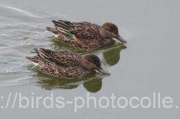 コガモ　2025.12.03