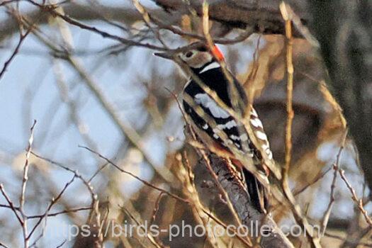 アカゲラ　2025.02.19