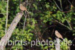 ホオジロ　2025.11.12