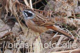 ホオジロ　2026.01.16