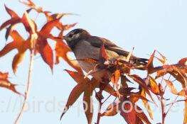 ムクドリ　2026.01.21