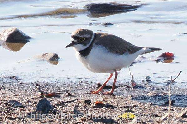 コチドリ　2026.03.10