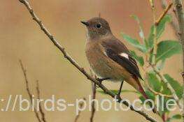 ジョウビタキ 2025.11.05