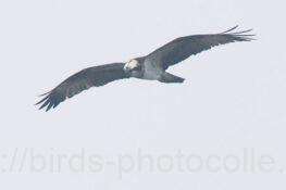 ミサゴ　2026.02.11