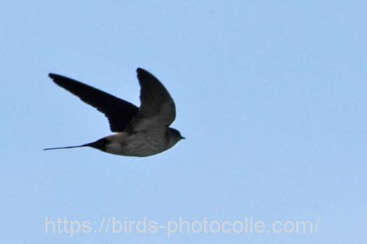 コシアカツバメ220530