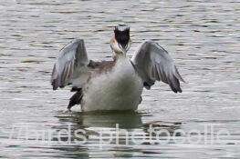 カンムリカイツブリ　2025.11.08