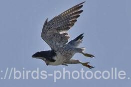 ハヤブサ　2025.07.19