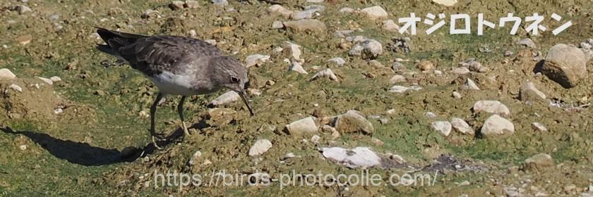 勅使池のオジロトウネン