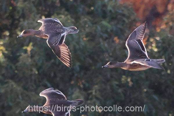 ヒドリガモ　2025.12.12