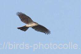 翼指6本、ハイタカ　2026.02.13