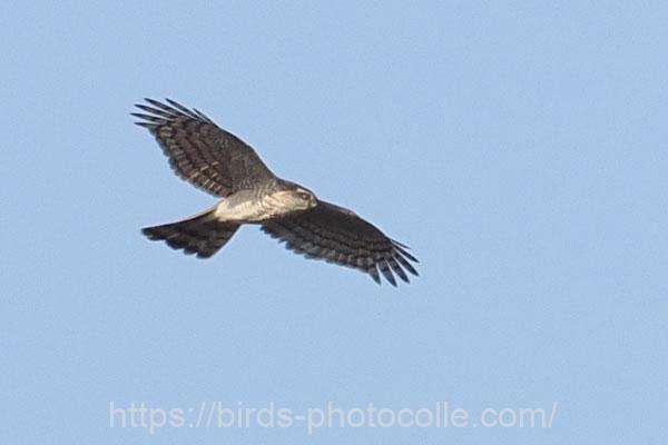 翼指6本、ハイタカ　2026.02.13