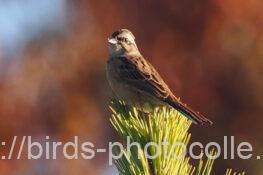 ホオジロ　2025.12.06