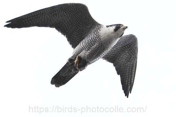 ハヤブサ　2026.02.02