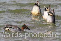 コガモ　2026.01.26