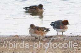 ヒドリガモ　2026.02.17