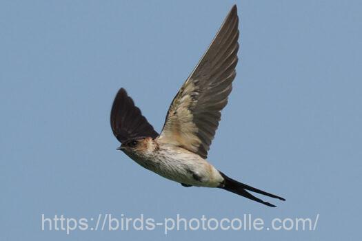 コシアカツバメ221002