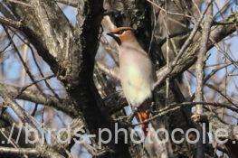 ヒレンジャク　2026.01.30