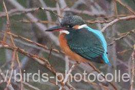 カワセミ　2026.01.02