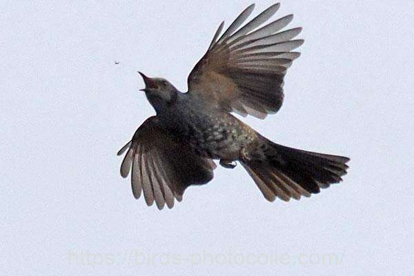 空中採餌　ヒヨドリ　2026.02.06