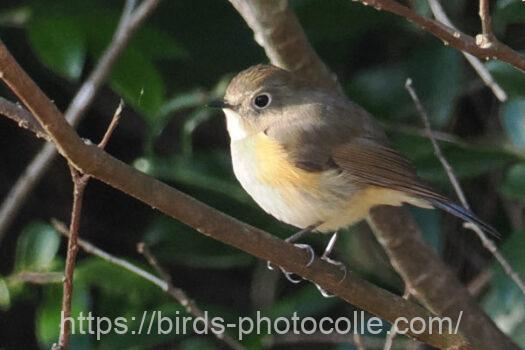 ルリビタキ　2024.03.08