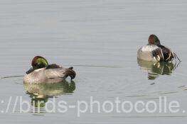 ヨシガモ　2026.01.13