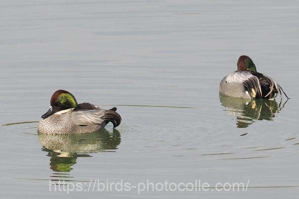 ヨシガモ 2026.01.13