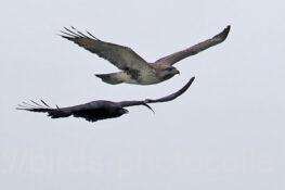 ノスリVSカラス　2025.10.21