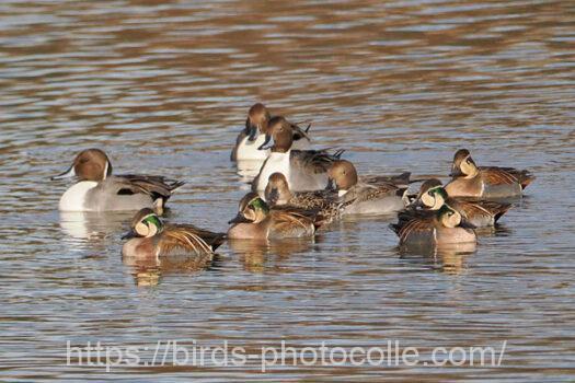 オナガガモ　2023.12.18