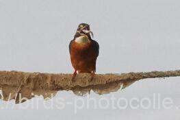 カワセミ 2025.09.29