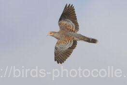 キジバト　2026.01.28