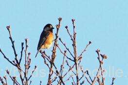 ヤマガラ　2026.01.09