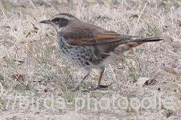 ツグミ　2026.01.28