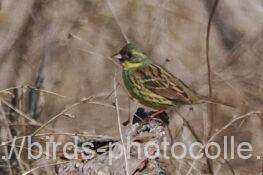 アオジ　2026.03.18