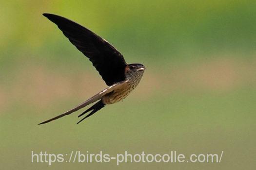 コシアカツバメ220612